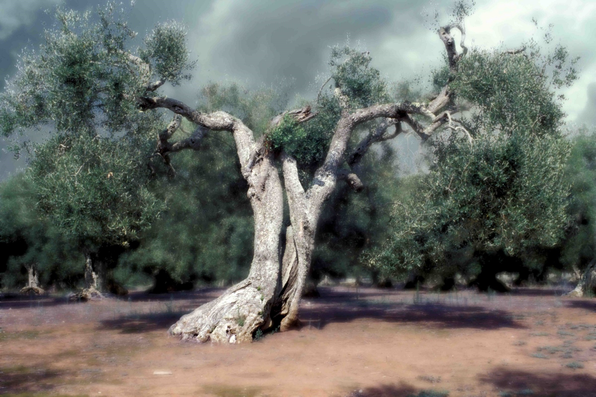 Massimo De Gennaro – La danza degli ulivi